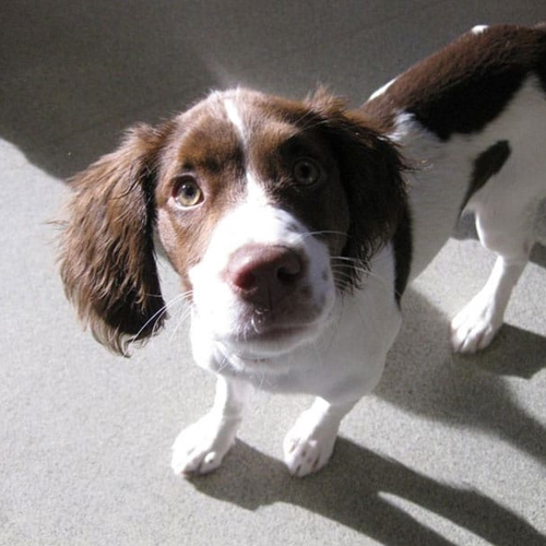 A dog stands in the sun looking up at the camera